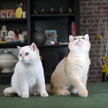 chaton British Shorthair seal golden point Bastet Chatterie Le Domaine de Phyr