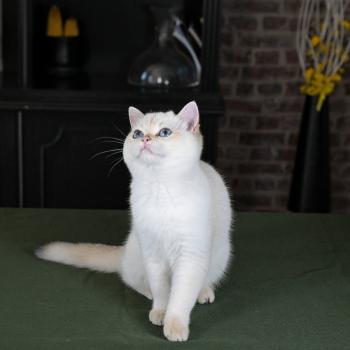 chaton British Shorthair seal golden point Bastet Chatterie Le Domaine de Phyr