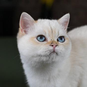 chaton British Shorthair seal golden point Bastet Chatterie Le Domaine de Phyr