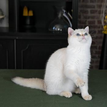 chaton British Shorthair seal golden point Bastet Chatterie Le Domaine de Phyr