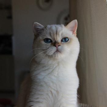 chaton British Shorthair seal golden point Bastet Chatterie Le Domaine de Phyr