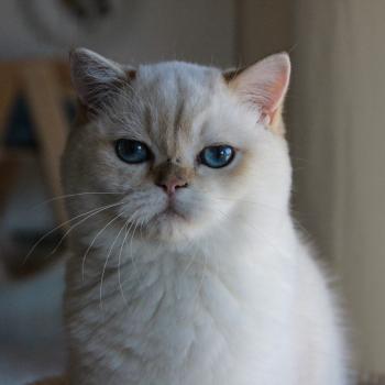 chaton British Shorthair seal golden point Bastet Chatterie Le Domaine de Phyr