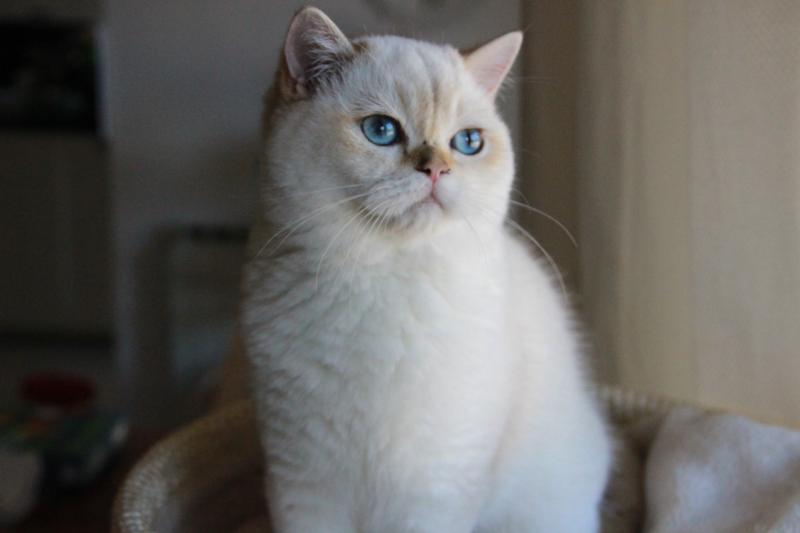 Bastet Du Domaine de Phyr Femelle British Shorthair