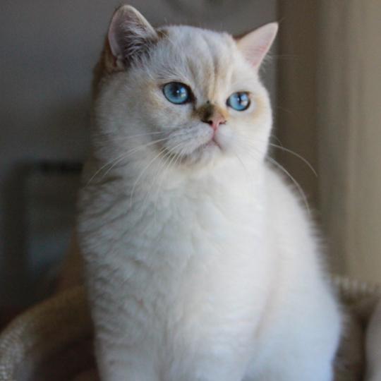 Bastet Du Domaine de Phyr Femelle British Shorthair