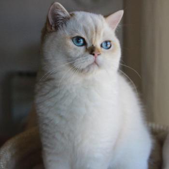 chaton British Shorthair seal golden point Bastet Chatterie Le Domaine de Phyr