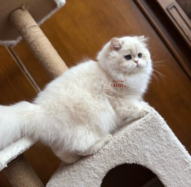 Hürrem Femelle British Longhair