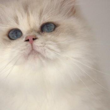 chat British Longhair blue golden point Hürrem Chatterie Le Domaine de Phyr