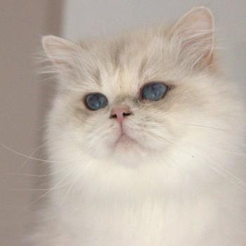chat British Longhair blue golden point Hürrem Chatterie Le Domaine de Phyr