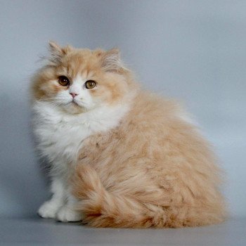 chat British Longhair red bicolor Kalinka Chatterie Le Domaine de Phyr