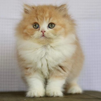chat British Longhair red bicolor Kalinka Chatterie Le Domaine de Phyr
