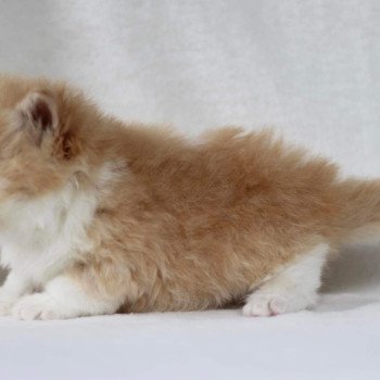 chat British Longhair red bicolor Kalinka Chatterie Le Domaine de Phyr