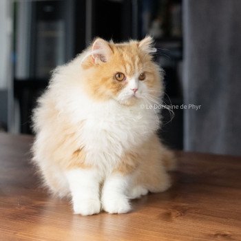 chat British Longhair red bicolor Kalinka Chatterie Le Domaine de Phyr