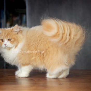 chat British Longhair red bicolor Kalinka Chatterie Le Domaine de Phyr