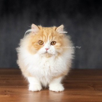 chat British Longhair red bicolor Kalinka Chatterie Le Domaine de Phyr