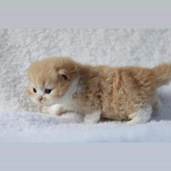 chat British Longhair red bicolor Kalinka Chatterie Le Domaine de Phyr