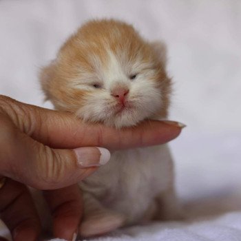 chat British Longhair red bicolor Kalinka Chatterie Le Domaine de Phyr