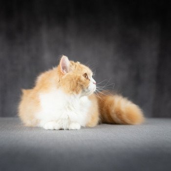 chat British Longhair red bicolor Kalinka Chatterie Le Domaine de Phyr
