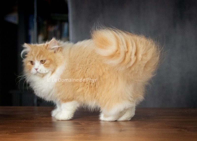 Kalinka Femelle British Longhair