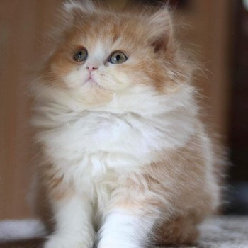 chat British Longhair red bicolor Kalinka Chatterie Le Domaine de Phyr