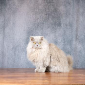chat British Longhair lilac Unique Chatterie Le Domaine de Phyr