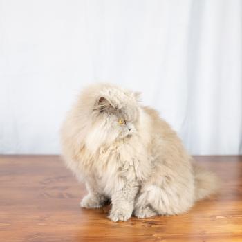 chat British Longhair lilac Unique Chatterie Le Domaine de Phyr