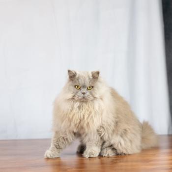 chat British Longhair lilac Unique Chatterie Le Domaine de Phyr
