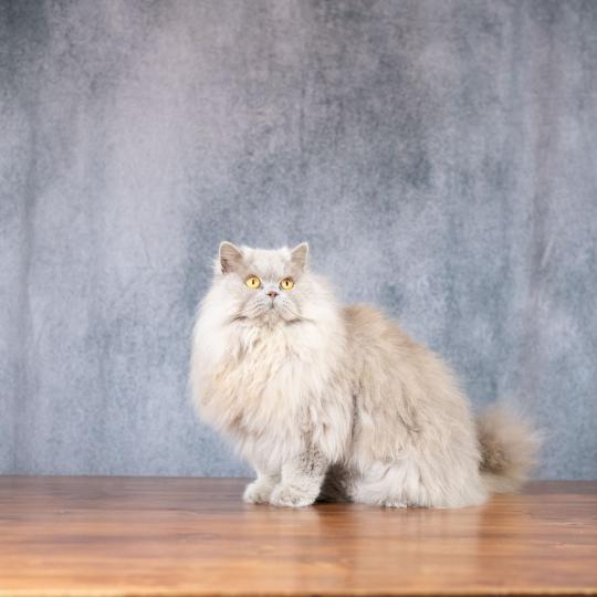 Unique Du Domaine de Phyr Mâle British Longhair