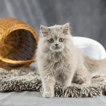 chat British Longhair UNIQUE DU DOMAINE DE PHYR Chatterie Le Domaine de Phyr