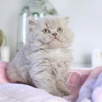 chat British Longhair lilac Winter Dream Chatterie Le Domaine de Phyr