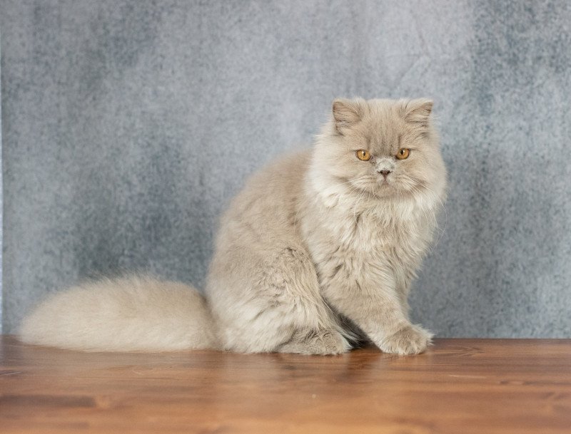 Winter Dream Mâle British Longhair