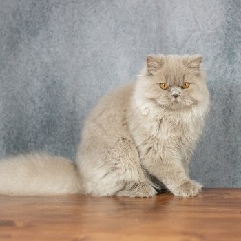 chat British Longhair lilac Winter Dream Chatterie Le Domaine de Phyr