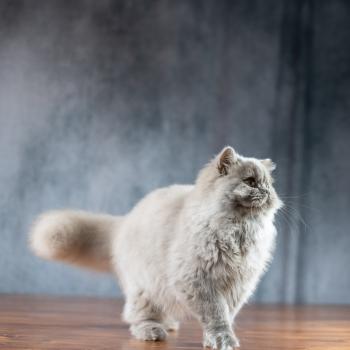 chat British Longhair lilac Winter Dream Chatterie Le Domaine de Phyr