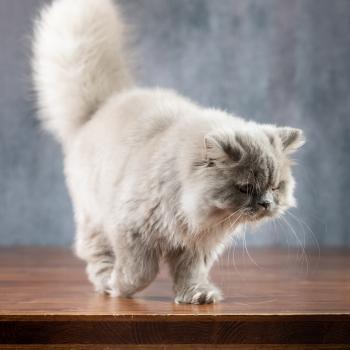 chat British Longhair lilac Winter Dream Chatterie Le Domaine de Phyr