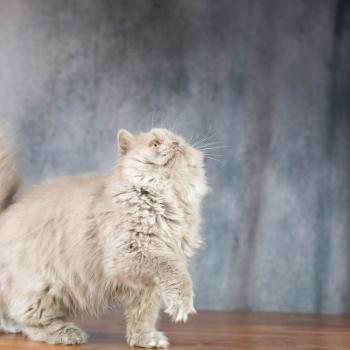 chat British Longhair lilac Winter Dream Chatterie Le Domaine de Phyr