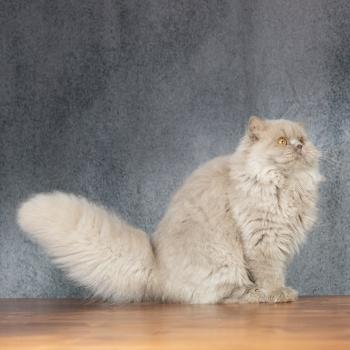 chat British Longhair lilac Winter Dream Chatterie Le Domaine de Phyr