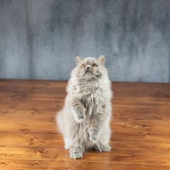 chat British Longhair lilac Winter Dream Chatterie Le Domaine de Phyr