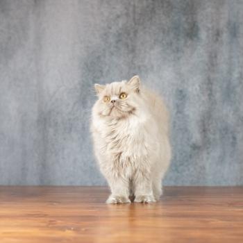 chat British Longhair lilac Winter Dream Chatterie Le Domaine de Phyr