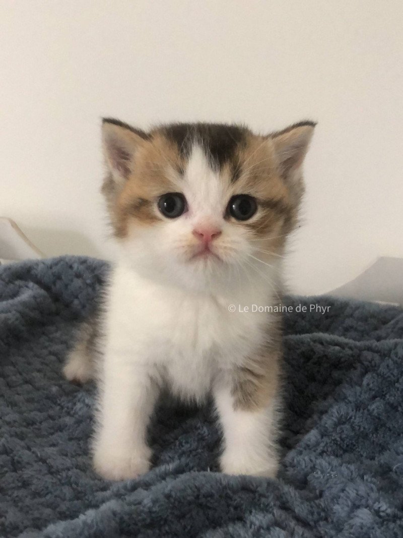 Amour Du Domaine de Phyr Mâle British Shorthair