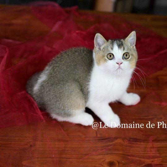 Amour Du Domaine de Phyr Mâle British Shorthair