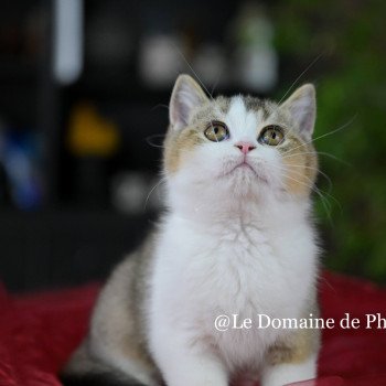 chaton British Shorthair black golden shaded bicolor Amour Chatterie Le Domaine de Phyr