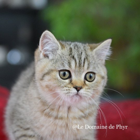 chaton British Shorthair black golden tabby Amy Chatterie Le Domaine de Phyr