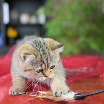 chaton British Shorthair black golden tabby Amy Chatterie Le Domaine de Phyr