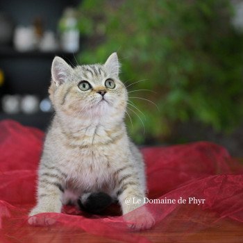 chaton British Shorthair black golden tabby Amy Chatterie Le Domaine de Phyr