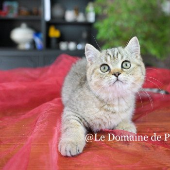 chaton British Shorthair black golden tabby Amy Chatterie Le Domaine de Phyr