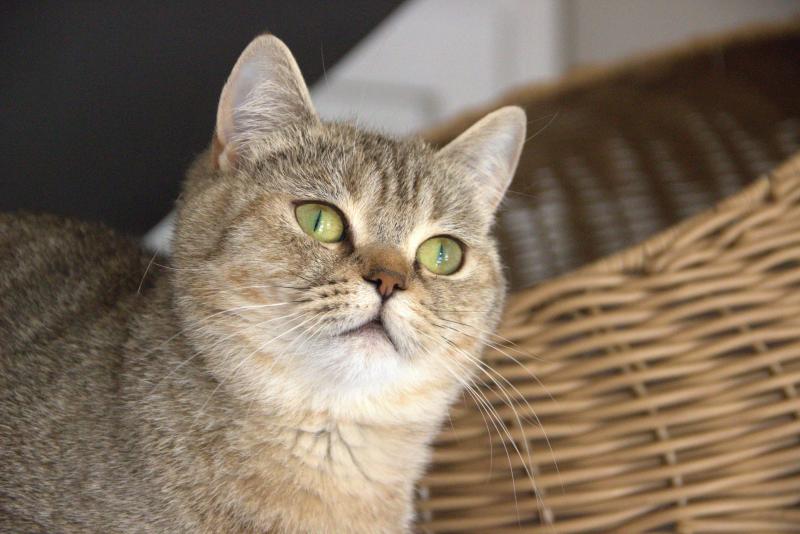 Amy Du Domaine de Phyr Femelle British Shorthair