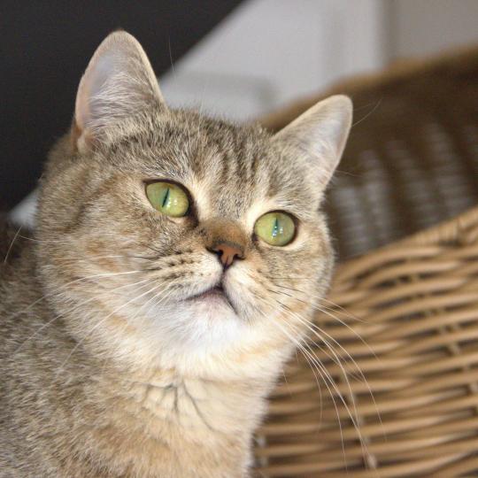 Amy Du Domaine de Phyr Femelle British Shorthair