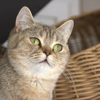 chat British Shorthair black golden tabby Amy Chatterie Le Domaine de Phyr