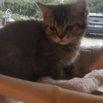 chaton British Shorthair black golden shaded Apollon Chatterie Le Domaine de Phyr