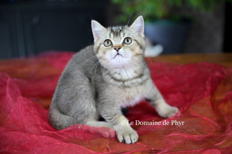 Apollon Du Domaine de Phyr Mâle British Shorthair