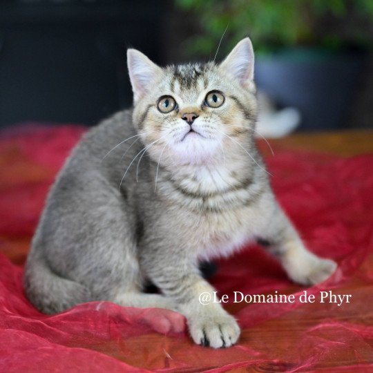 Apollon Du Domaine de Phyr Mâle British Shorthair